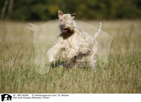 Irish Soft Coated Wheaten Terrier / Irish Soft Coated Wheaten Terrier / RR-18096