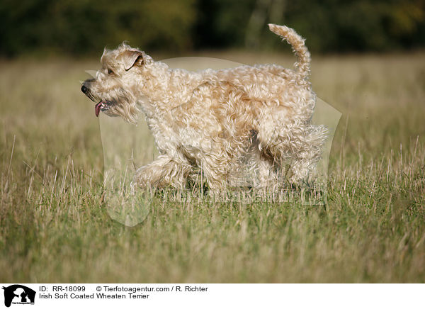 Irish Soft Coated Wheaten Terrier / Irish Soft Coated Wheaten Terrier / RR-18099