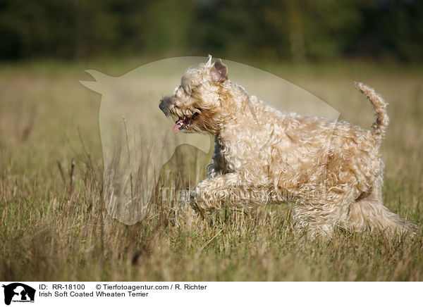 Irish Soft Coated Wheaten Terrier / RR-18100