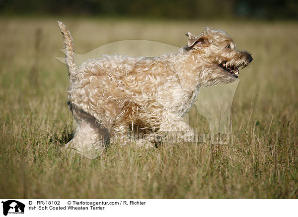 Irish Soft Coated Wheaten Terrier / RR-18102