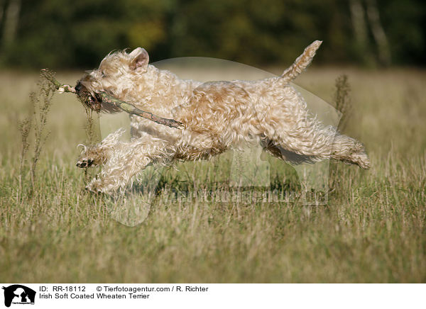 Irish Soft Coated Wheaten Terrier / RR-18112