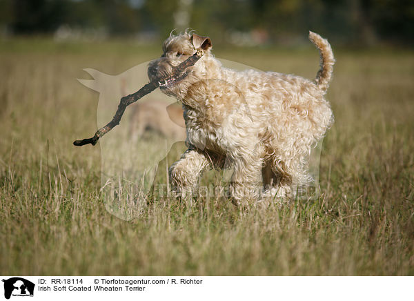 Irish Soft Coated Wheaten Terrier / RR-18114