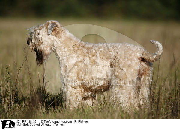 Irish Soft Coated Wheaten Terrier / RR-18115