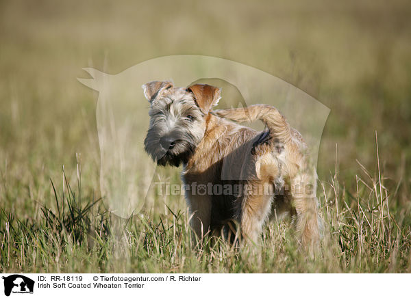 Irish Soft Coated Wheaten Terrier / RR-18119