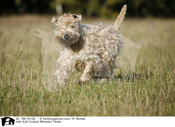 Irish Soft Coated Wheaten Terrier / Irish Soft Coated Wheaten Terrier / RR-18126
