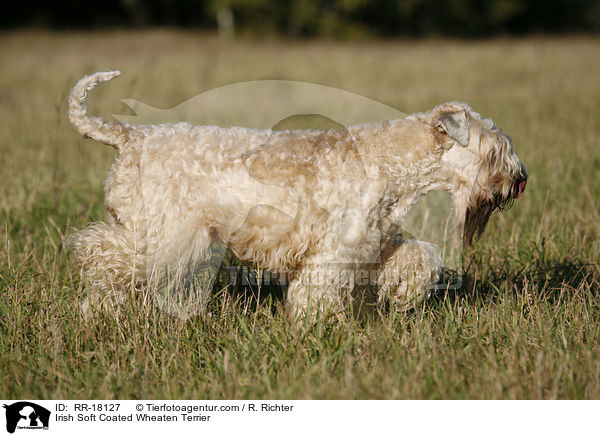 Irish Soft Coated Wheaten Terrier / Irish Soft Coated Wheaten Terrier / RR-18127