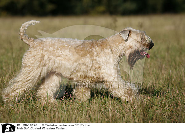 Irish Soft Coated Wheaten Terrier / Irish Soft Coated Wheaten Terrier / RR-18128