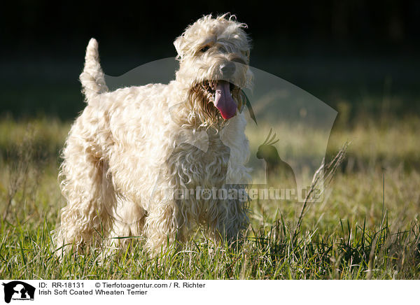 Irish Soft Coated Wheaten Terrier / RR-18131