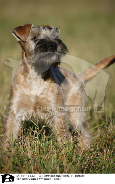 Irish Soft Coated Wheaten Terrier / RR-18133
