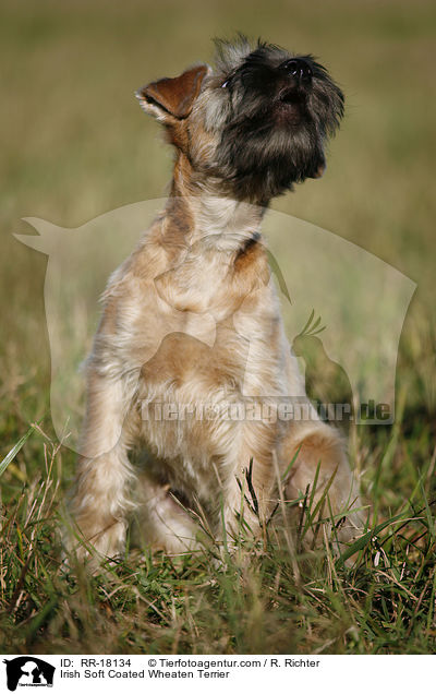 Irish Soft Coated Wheaten Terrier / RR-18134