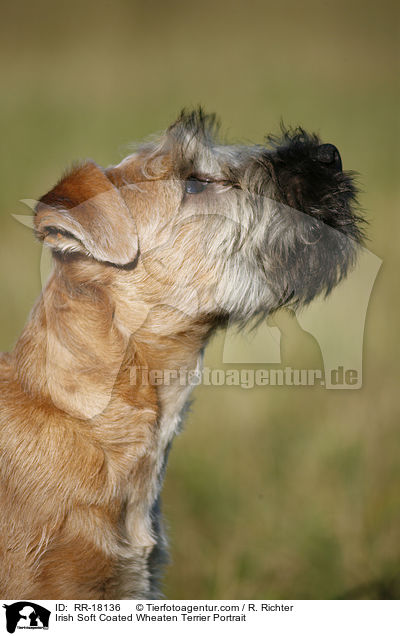 Irish Soft Coated Wheaten Terrier Portrait / Irish Soft Coated Wheaten Terrier Portrait / RR-18136
