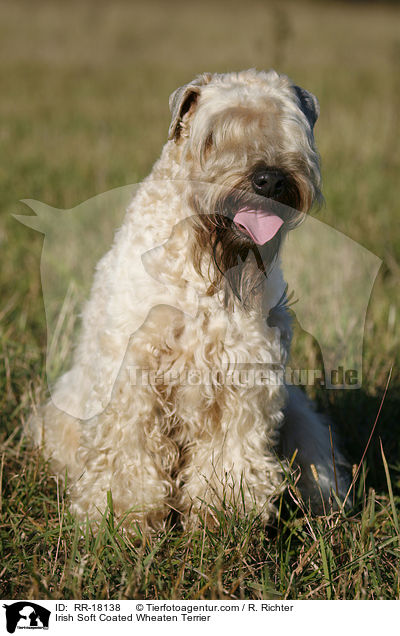 Irish Soft Coated Wheaten Terrier / RR-18138