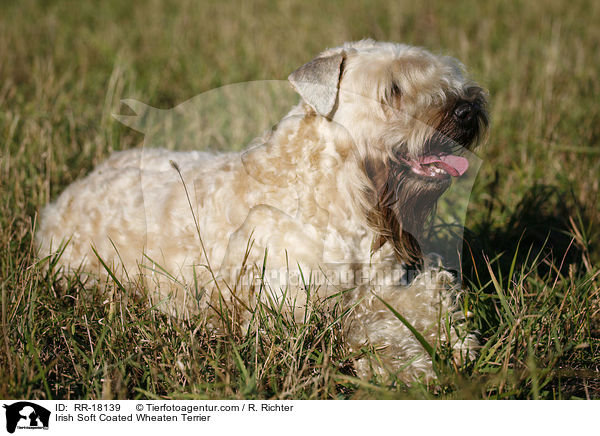 Irish Soft Coated Wheaten Terrier / RR-18139