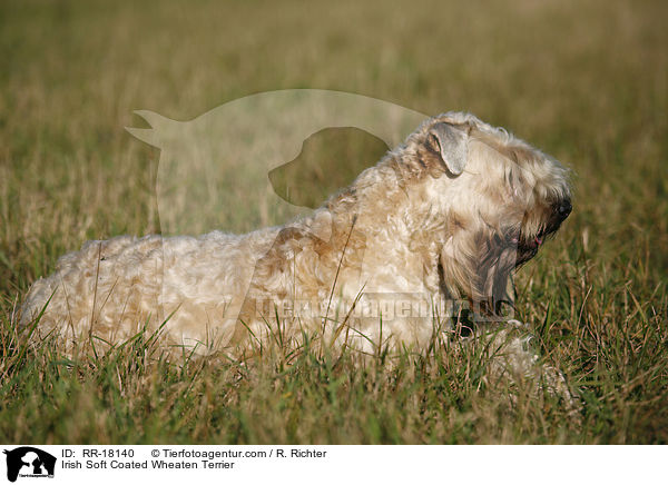 Irish Soft Coated Wheaten Terrier / RR-18140