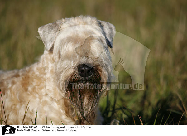Irish Soft Coated Wheaten Terrier Portrait / RR-18141