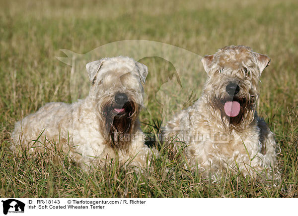 Irish Soft Coated Wheaten Terrier / Irish Soft Coated Wheaten Terrier / RR-18143