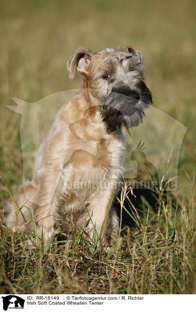 Irish Soft Coated Wheaten Terrier / RR-18149