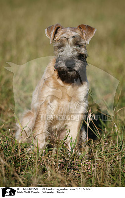 Irish Soft Coated Wheaten Terrier / RR-18150