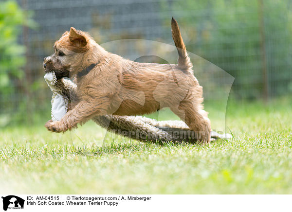 Irish Soft Coated Wheaten Terrier Puppy / AM-04515