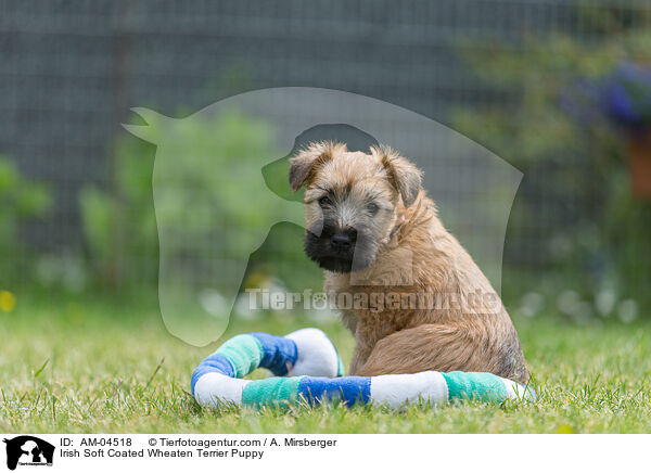 Irish Soft Coated Wheaten Terrier Puppy / AM-04518