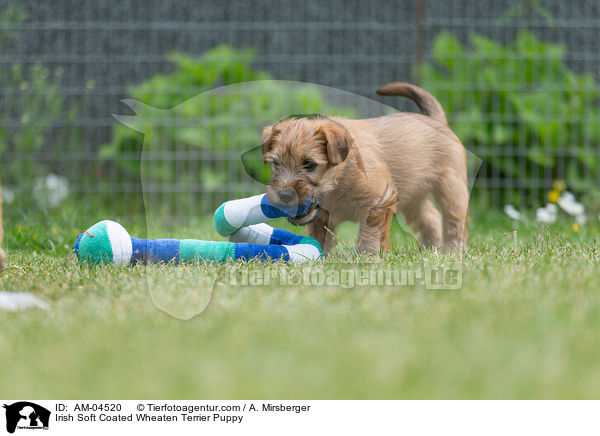 Irish Soft Coated Wheaten Terrier Welpe / Irish Soft Coated Wheaten Terrier Puppy / AM-04520
