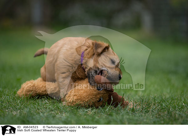 Irish Soft Coated Wheaten Terrier Puppy / AM-04523