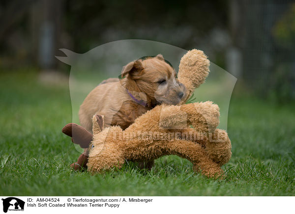 Irish Soft Coated Wheaten Terrier Puppy / AM-04524