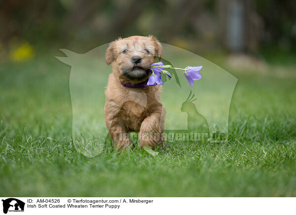 Irish Soft Coated Wheaten Terrier Puppy / AM-04526