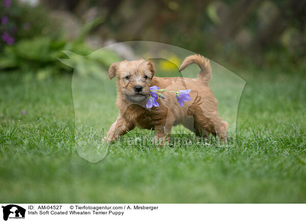 Irish Soft Coated Wheaten Terrier Welpe / Irish Soft Coated Wheaten Terrier Puppy / AM-04527
