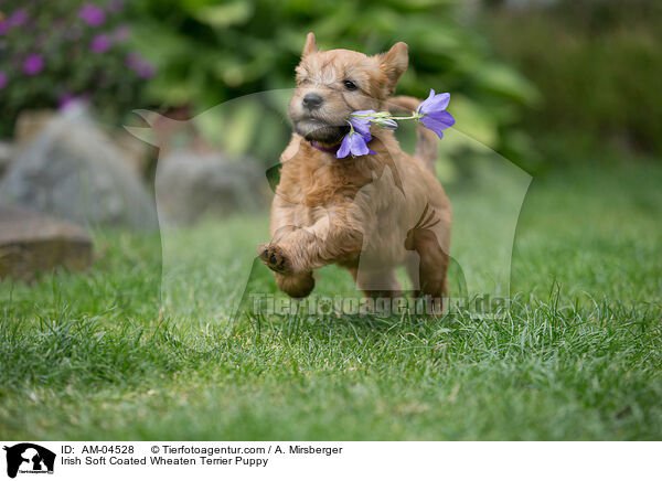 Irish Soft Coated Wheaten Terrier Puppy / AM-04528