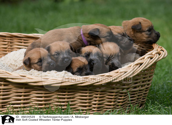 Irish Soft Coated Wheaten Terrier Puppies / AM-04529