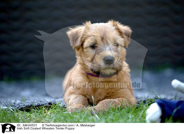 Irish Soft Coated Wheaten Terrier Puppy / AM-04531