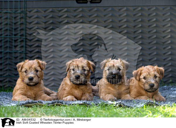 Irish Soft Coated Wheaten Terrier Puppies / AM-04532