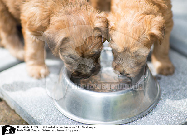 Irish Soft Coated Wheaten Terrier Puppies / AM-04533
