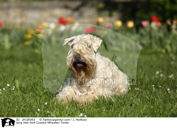 lying Irish Soft Coated Wheaten Terrier / JH-26063