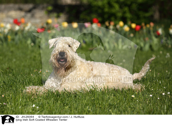 lying Irish Soft Coated Wheaten Terrier / JH-26064