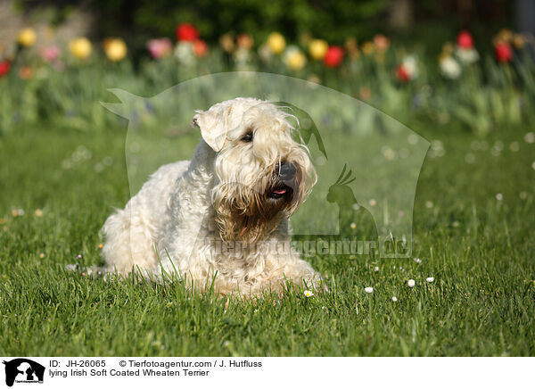 lying Irish Soft Coated Wheaten Terrier / JH-26065