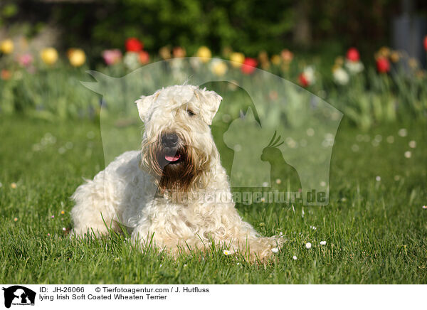 lying Irish Soft Coated Wheaten Terrier / JH-26066