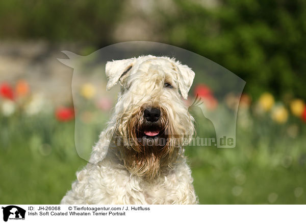 Irish Soft Coated Wheaten Terrier Portrait / JH-26068
