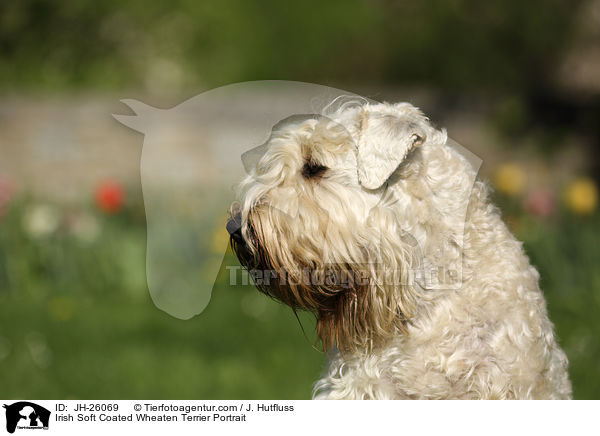 Irish Soft Coated Wheaten Terrier Portrait / JH-26069