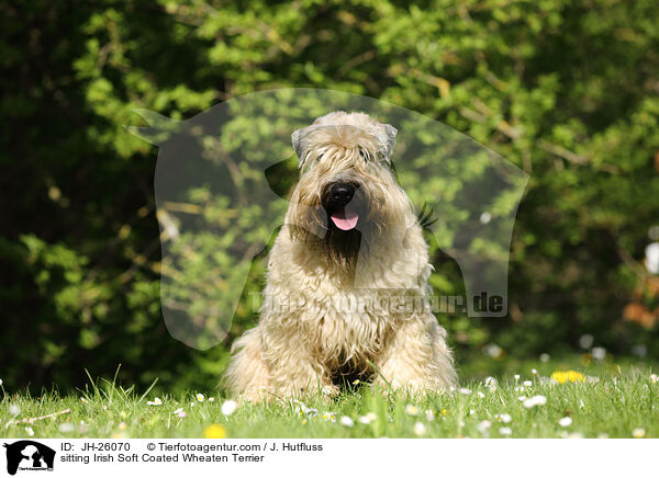 sitting Irish Soft Coated Wheaten Terrier / JH-26070