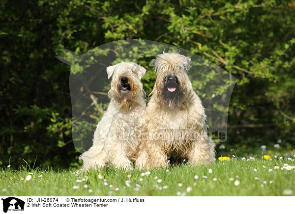 2 Irish Soft Coated Wheaten Terrier / JH-26074
