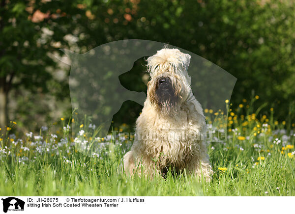 sitting Irish Soft Coated Wheaten Terrier / JH-26075