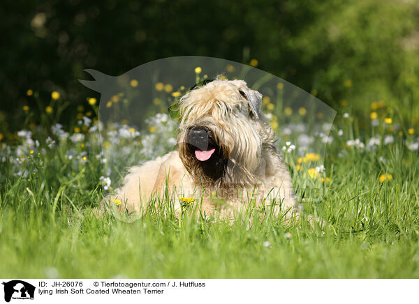 lying Irish Soft Coated Wheaten Terrier / JH-26076