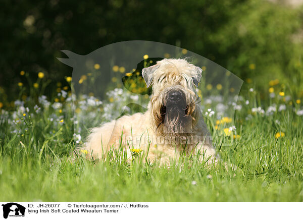 lying Irish Soft Coated Wheaten Terrier / JH-26077