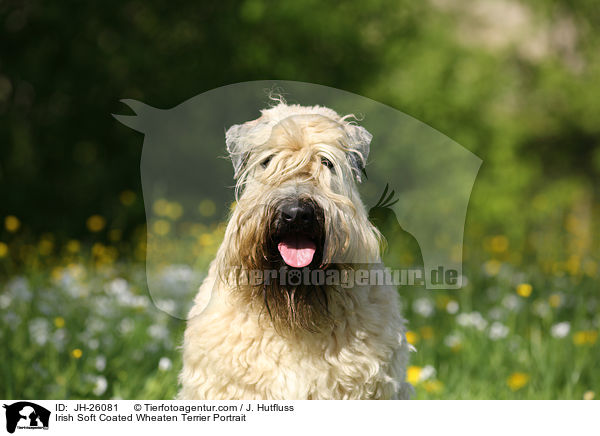 Irish Soft Coated Wheaten Terrier Portrait / JH-26081