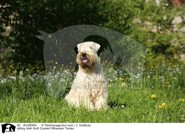 sitting Irish Soft Coated Wheaten Terrier / JH-26084