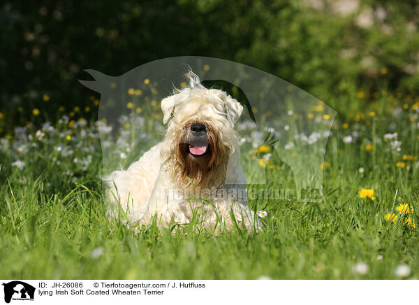 lying Irish Soft Coated Wheaten Terrier / JH-26086