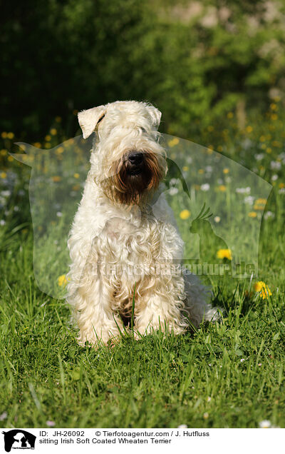 sitting Irish Soft Coated Wheaten Terrier / JH-26092