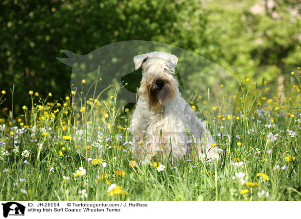 sitting Irish Soft Coated Wheaten Terrier / JH-26094